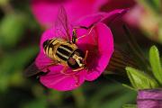 [nl] Bijen en wespen [en] Bees and whasps